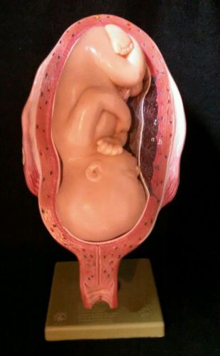 SOMSO - MS12/8 Pregnancy Baby Anatomical Model, 2 part (MS 12/8)