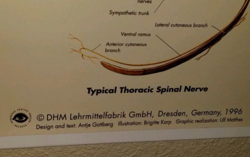 Deutsches Hygiene Spinal Nerves chart Dresden Germany printed medical anatomy