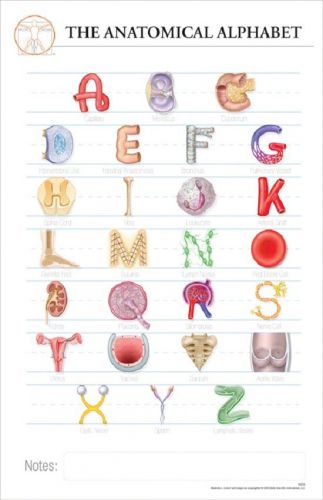 11 x 17 post-it anatomical chart: anatomical alphabet for sale