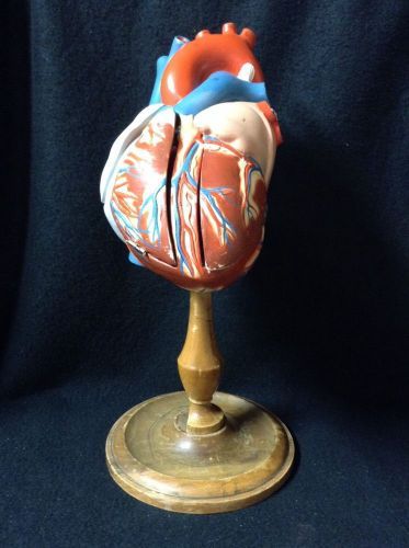 Antique denoyer geppert a40 the original giant heart of america anatomical model for sale