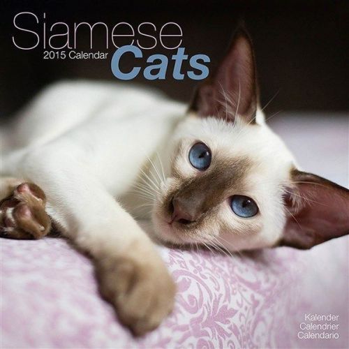 NEW 2015 Siamese Cats Wall Calendar by Avonside- Free Priority Shipping!
