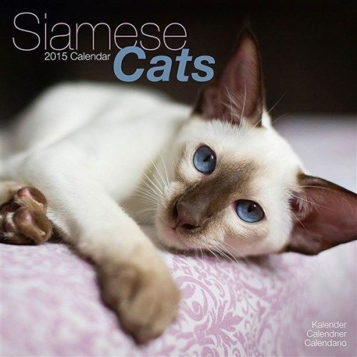 New 2015 siamese cats wall calendar by avonside- free priority shipping! for sale