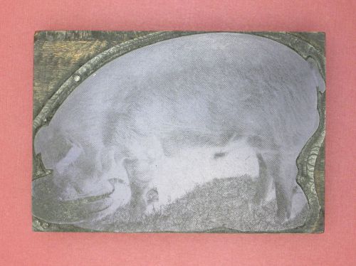 Hog or Large Pig Feeding Image Printing Print Block