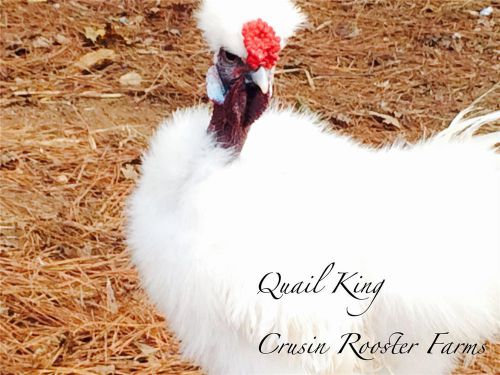 6+ white showgirl chicken hatching eggs for incubation for sale