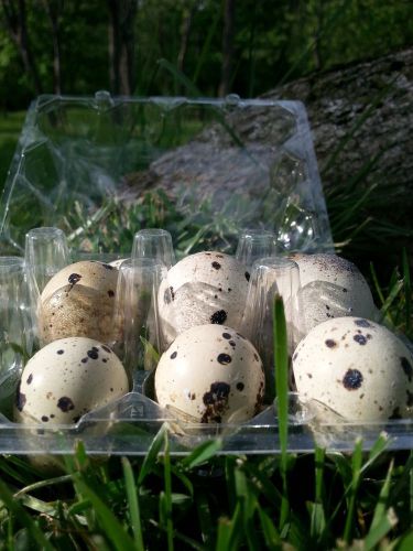 100 Corturnix Quail Egg Cartons (Holds 12 eggs each)