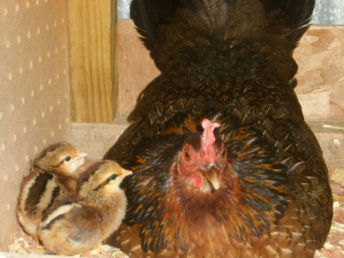 7+Chicken Gamefowl Hatching Eggs Pure Madigin Clarets-Pre-Sale shipsin30to45days