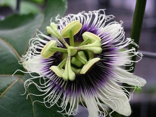 Passiflora edulis f. edulis - Purple Granadilla - 15 Fresh Seeds