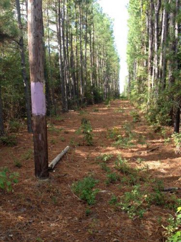 53 acres of Timber/hunting Land in Texas