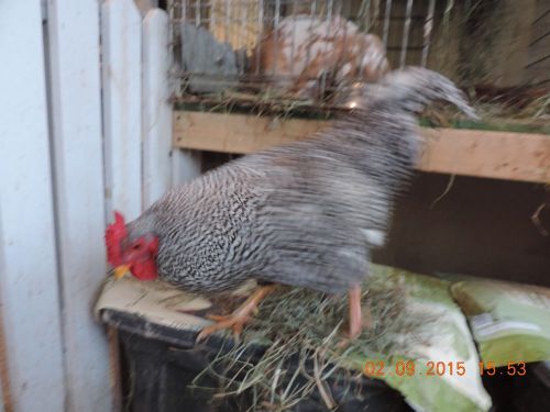 12 chicken hatching eggs