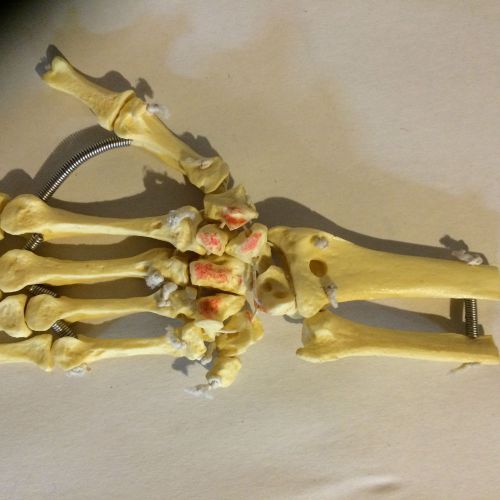 Skeletal Hand Model- left