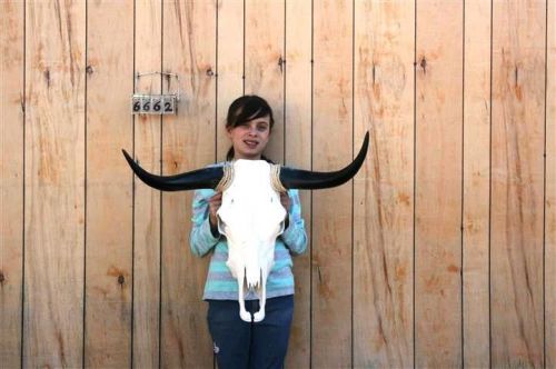 STEER SKULL AND 2&#039; 6&#034; LONG HORNS COW LONGHORNS H6662