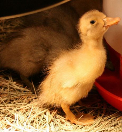 Runner Duck - Twelve plus  hatching eggs