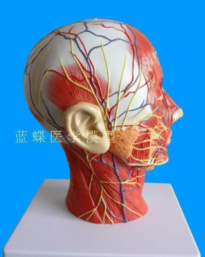 NEW Anatomical Skull Nerve Blood Vessel Head Viscera Medical model 56