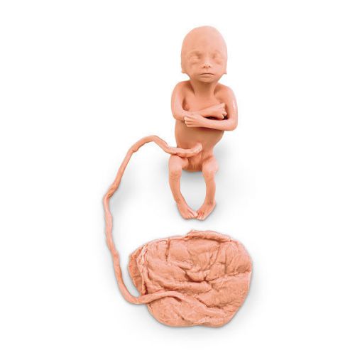 Human Fetus Replica Female 5 month