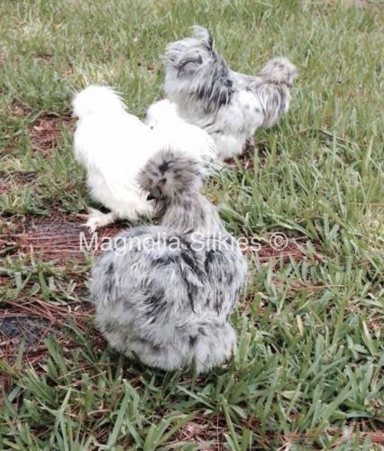 12 Bearded Silkie Hatching Eggs - Show/Breeder Quality Stock - Pure Colors
