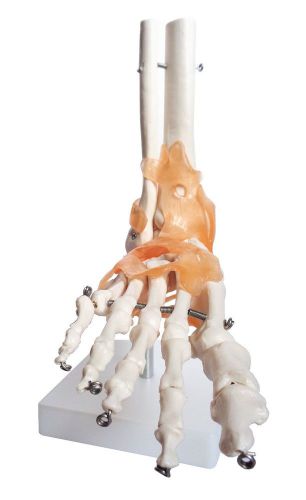 Old Nobby- Life Size Functional Foot and Ankle Anatomical Model with Ligaments