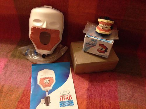 Dental Manikin Phantom Simulator Head - Economical