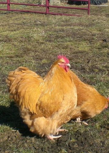 6+ english buff orpington hatching eggs never released from greenfire farm~npip. for sale