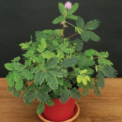 Fresh Mimosa &#034;Pudica&#034; (SENSITIVE PLANT)(10 seeds)THEY MOVE WHEN TOUCHED,  L@@K!!