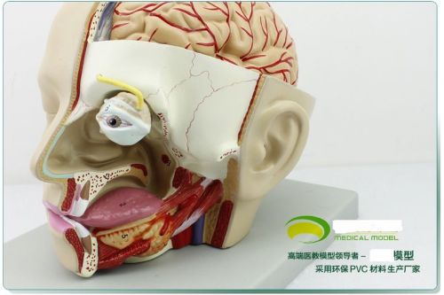 Human head brain teeth mouth ear nose throse teaching Anatomy profess Model