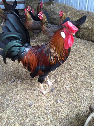 Beautiful Brown Leghorn Hatching Eggs. 12+ 6 Rose Combed 6 Single Combed.