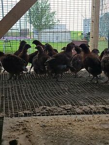 50 Tennessee Red Quail Hatching Eggs