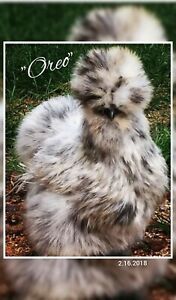 $5 per egg *Show Silkies&#034;pen is open for egg sales.. Located in the North East.