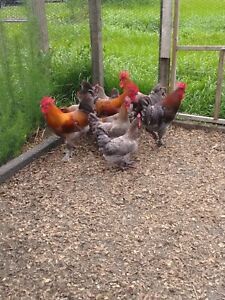 10+ blue copper marans hatching eggs