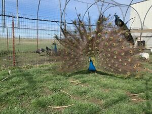 2 Black Shoulder Peacock Peafowl Hatching Eggs