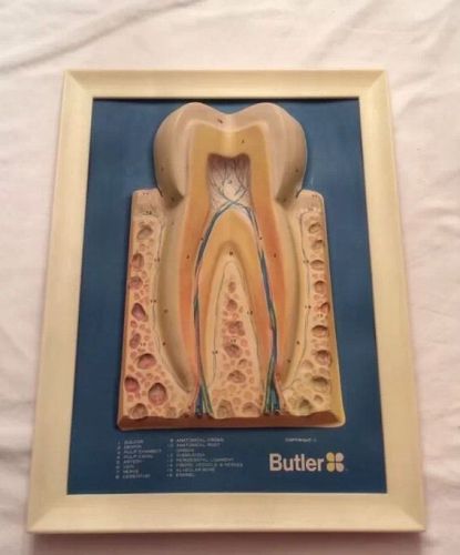 Vintage Butler Dental 3D Sign Of Molar Anatomy