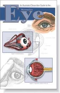 Illustrated dissection guide book to the mammal eye for sale