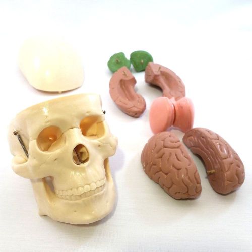 Skull and Brain Anatomican Model  Mr. Thrifty MO-12C 8 Part