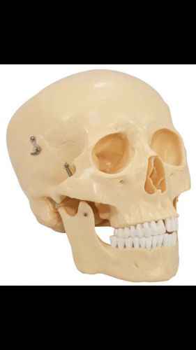 Budget LifeSize Skull Anatomy Model