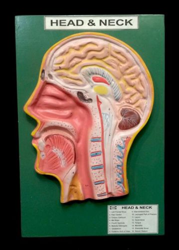 Coslab - Human Head and Neck Section Anatomical Model, Numbered