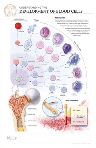 11 x 17 Post-It Anatomical Chart: BLOOD CELLS