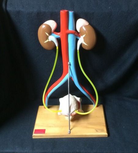 Denoyer Geppert - A55 Free Standing Urinary System w/ Kidneys Anatomical Model