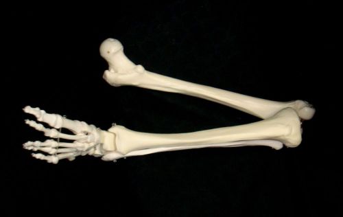 3b scientific - a35r human leg skeleton anatomical model (a 35 r) for sale