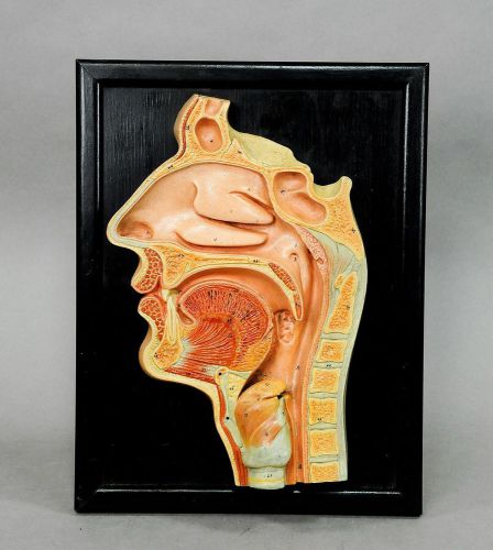 antique teaching aid human head model on wall plate
