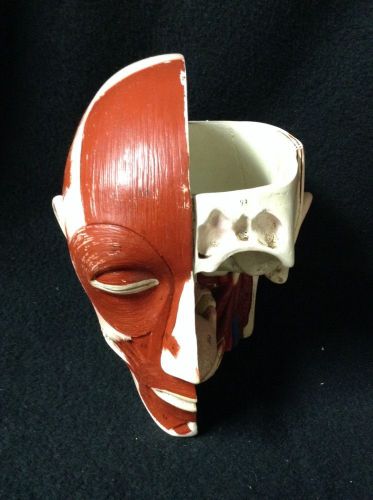 Vintage Denoyer Geppert Head Anatomical Model