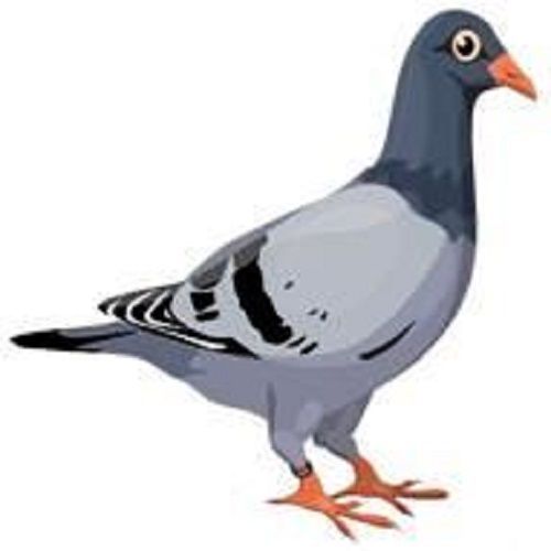 30 Custom Pigeon Personalized Address Labels