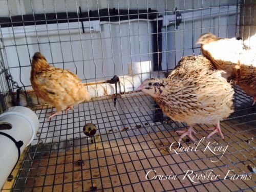 25+ Extras Italian/Golden Speckled Coturnix Quail Hatching Eggs For Incubation