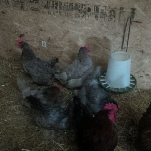 6- COPPER BLUE MARAN hatching eggs/ chicken/chick/poultry// good hatches