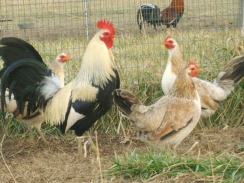 7+ Chicken Gamefowl Hatching Eggs Pure Regular Greys-Presale ships n 30to 45days