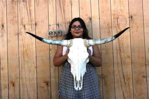 STEER SKULL AND 3 FT 3&#034; IN LONG HORNS COW LONGHORNS H6299