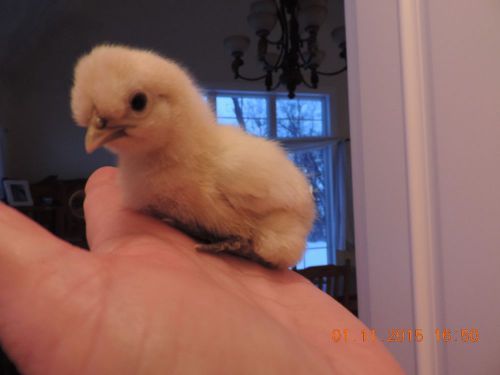 12 Fertile chicken hatching eggs