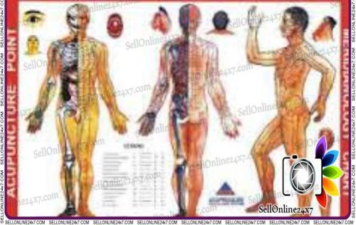 3 Poster Charts -Acupuncture Human Body Charts Meridians and Acupuncture Points