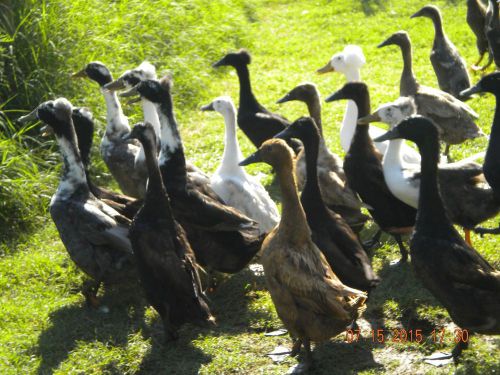 11+ indian runner duck hatching eggs  (total of 18)  free ship! for sale