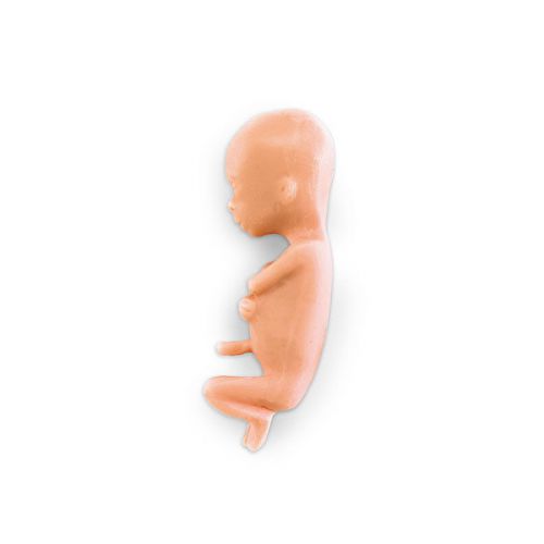 Life Form Human Fetus Replica (13 Weeks)
