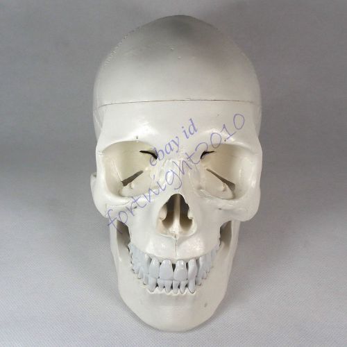 Human Skull Anatomical Anatomy Skeleton Medical Model &amp; Bones LifeSize teaching