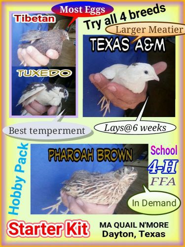 144 egg coturnix quail starter kit / FREE SHIPPING tibetan tuxedo pharoah a&amp;m